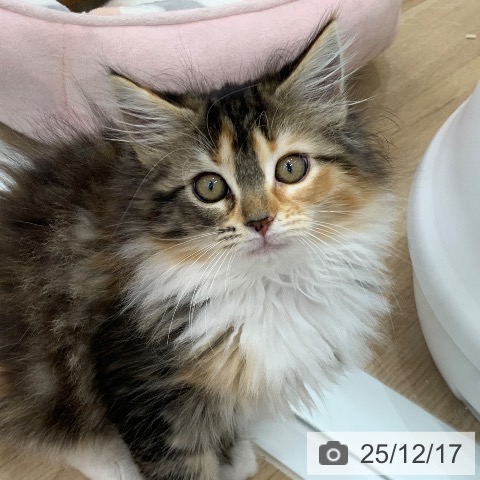 岐阜県のメインクーン (ペットプラス 光ケ丘店/2025年10月5日生まれ/女の子/ブラウンパッチドタビーホワイト)の子猫の4枚目の画像