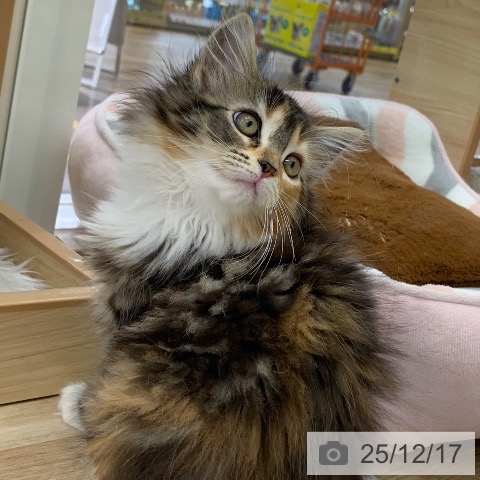 岐阜県のメインクーン (ペットプラス 光ケ丘店/2025年10月5日生まれ/女の子/ブラウンパッチドタビーホワイト)の子猫の3枚目の画像
