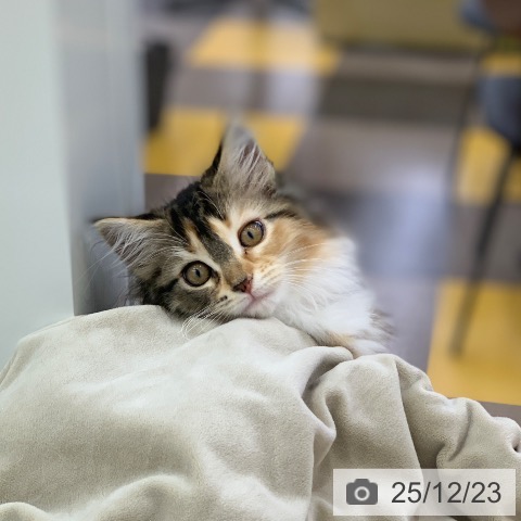 岐阜県のメインクーン (ペットプラス 光ケ丘店/2025年10月5日生まれ/女の子/ブラウンパッチドタビーホワイト)の子猫の4枚目の画像