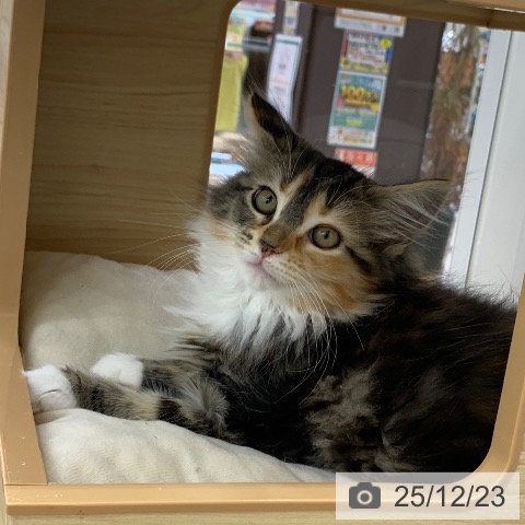 岐阜県のメインクーン (ペットプラス 光ケ丘店/2025年10月5日生まれ/女の子/ブラウンパッチドタビーホワイト)の子猫の3枚目の画像