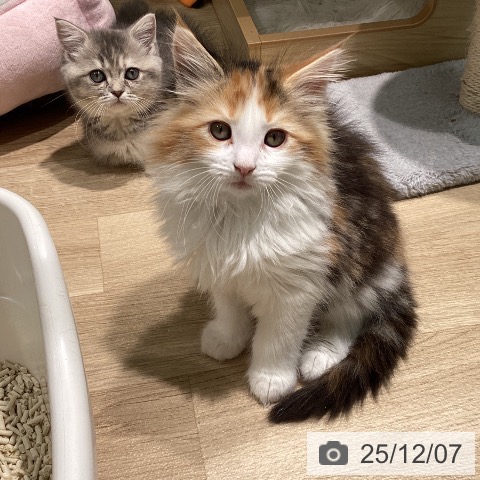 メインクーンの写真