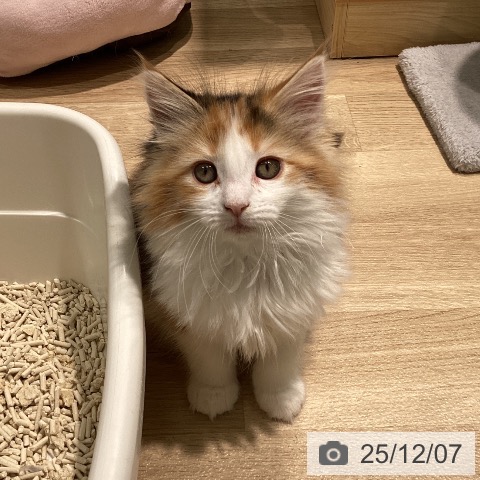 メインクーンの写真