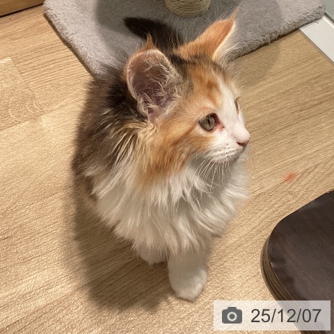 メインクーンの写真