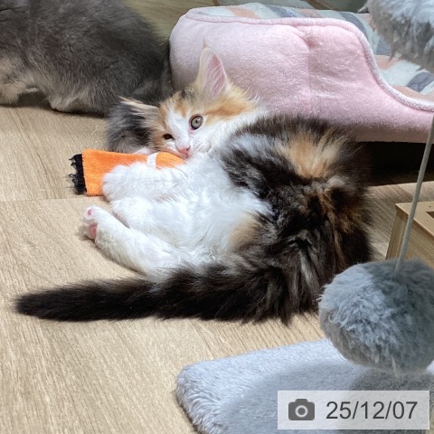 メインクーンの写真