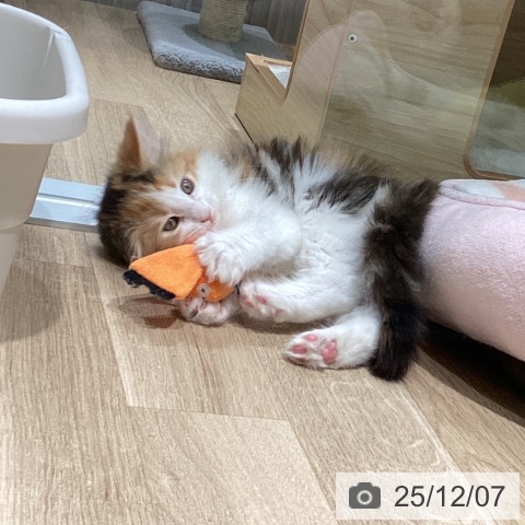 愛知県のメインクーン (ペットプラス 則武新町店/2025年10月5日生まれ/女の子/ブラウンパッチドタビーホワイト)の子猫の4枚目の画像