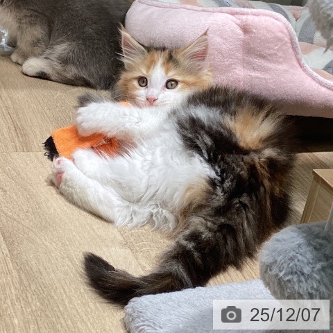 愛知県のメインクーン (ペットプラス 則武新町店/2025年10月5日生まれ/女の子/ブラウンパッチドタビーホワイト)の子猫の3枚目の画像