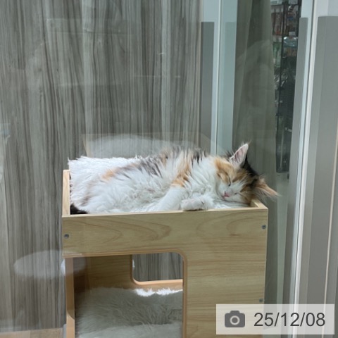 愛知県のメインクーン (ペットプラス 則武新町店/2025年10月5日生まれ/女の子/ブラウンパッチドタビーホワイト)の子猫の3枚目の画像