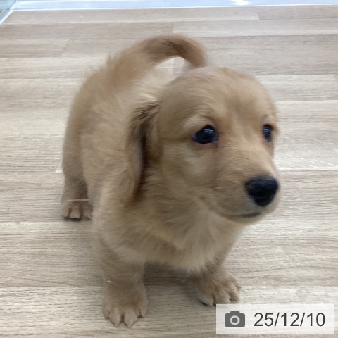 ミニチュア・ダックスフンドの写真