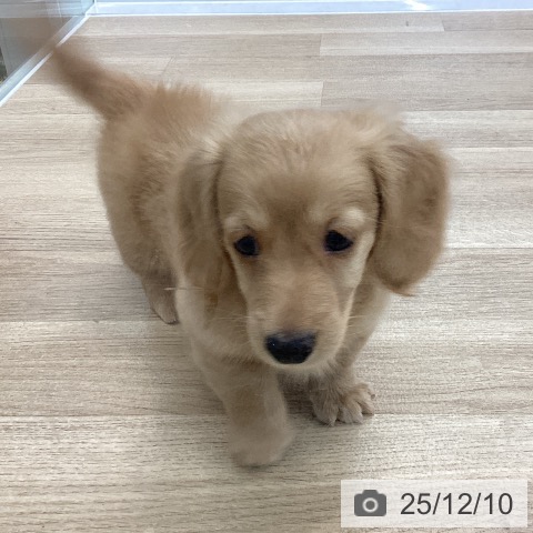 ミニチュア・ダックスフンドの写真