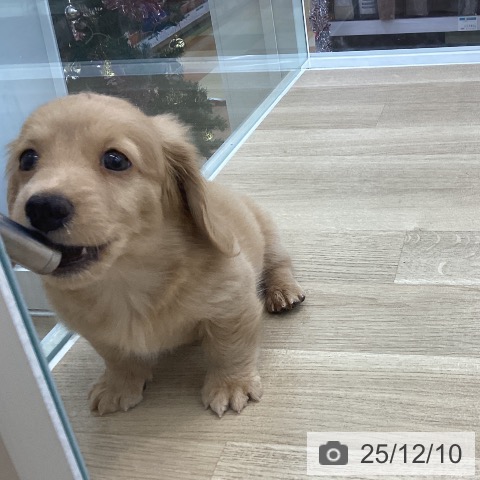 ミニチュア・ダックスフンドの写真