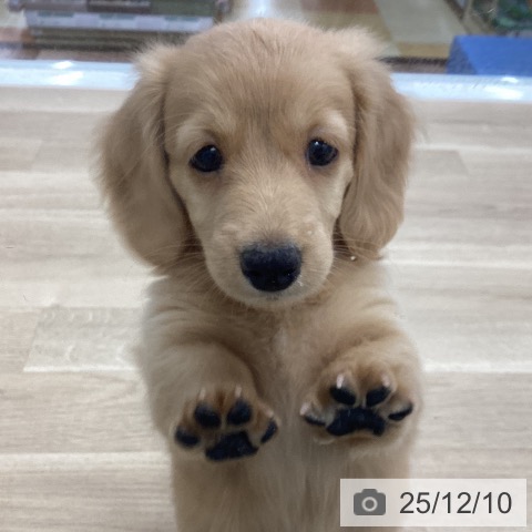 ミニチュア・ダックスフンドの写真