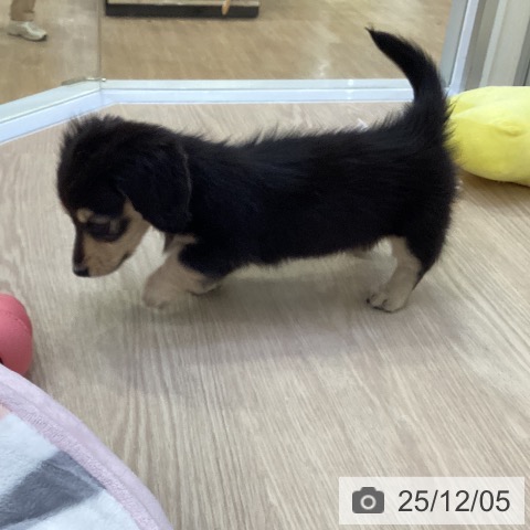 ミニチュア・ダックスフンドの写真