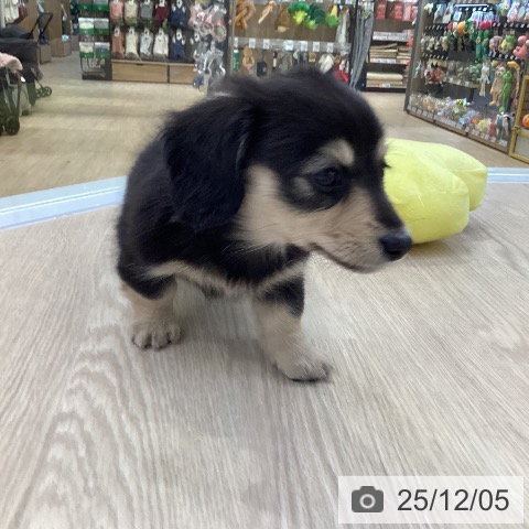 ミニチュア・ダックスフンドの写真