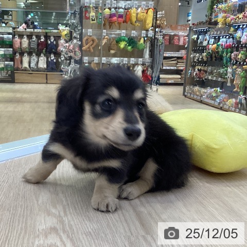 ミニチュア・ダックスフンドの写真