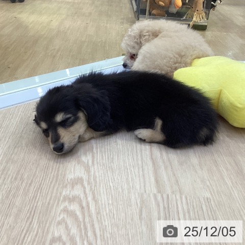 ミニチュア・ダックスフンドの写真