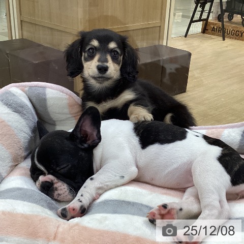 愛知県のミニチュアダックスフンド(ロング) (ペットプラス ナゴヤドーム前店/2025年10月5日生まれ/女の子/ブラックイエロー)の子犬の3枚目の画像