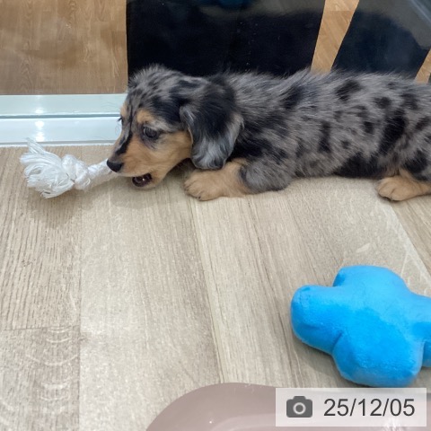 ミニチュア・ダックスフンドの写真