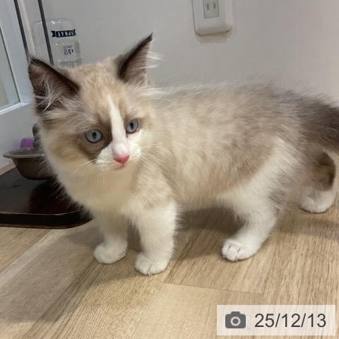 福岡県のラグドール (ペットプラス 小倉南店/2025年10月1日生まれ/男の子/シールポイントバイカラー)の子猫の4枚目の画像