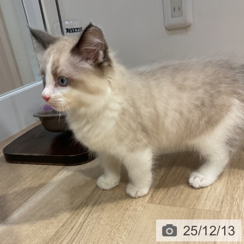 福岡県のラグドール (ペットプラス 小倉南店/2025年10月1日生まれ/男の子/シールポイントバイカラー)の子猫の3枚目の画像