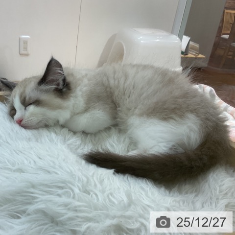 福岡県のラグドール (ペットプラス 小倉南店/2025年10月1日生まれ/男の子/シールポイントバイカラー)の子猫の3枚目の画像