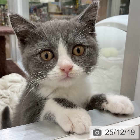 福岡県のブリティッシュショートヘアー (ペットプラス 香椎浜店/2025年9月26日生まれ/男の子/ブルーホワイト)の子猫の4枚目の画像