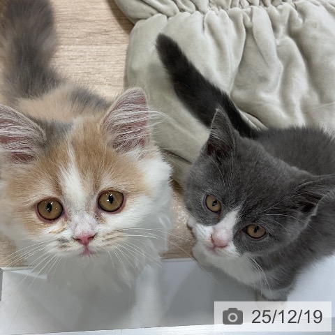 福岡県のブリティッシュショートヘアー (ペットプラス 香椎浜店/2025年9月26日生まれ/男の子/ブルーホワイト)の子猫の4枚目の画像