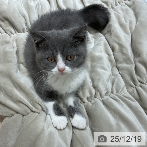 福岡県のブリティッシュショートヘアー (ペットプラス 香椎浜店/2025年9月26日生まれ/男の子/ブルーホワイト)の子猫の3枚目の画像