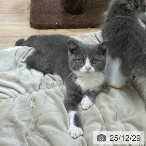 福岡県のブリティッシュショートヘアー (ペットプラス 香椎浜店/2025年9月26日生まれ/男の子/ブルーホワイト)の子猫の3枚目の画像