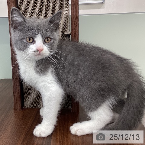 福岡県のブリティッシュショートヘアー (ペットプラス 春日店/2025年9月26日生まれ/男の子/ブルーホワイト)の子猫の4枚目の画像