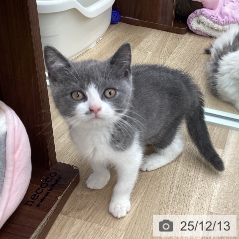 福岡県のブリティッシュショートヘアー (ペットプラス 春日店/2025年9月26日生まれ/男の子/ブルーホワイト)の子猫の3枚目の画像