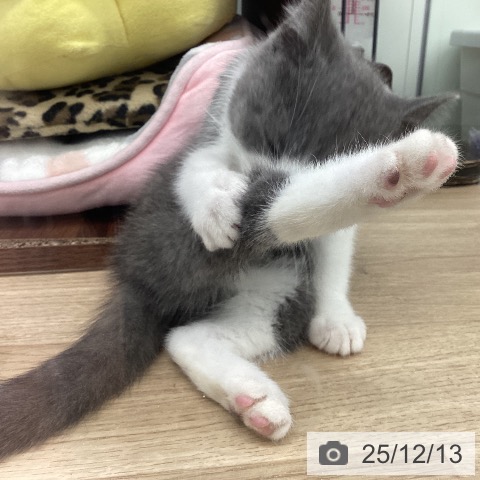 福岡県のブリティッシュショートヘアー (ペットプラス 春日店/2025年9月26日生まれ/男の子/ブルーホワイト)の子猫の3枚目の画像