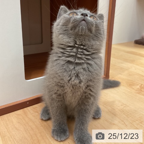 愛知県のブリティッシュショートヘアー (ペットプラス 名古屋茶屋店/2025年10月1日生まれ/男の子/ブルー)の子猫の4枚目の画像