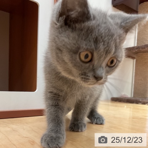 愛知県のブリティッシュショートヘアー (ペットプラス 名古屋茶屋店/2025年10月1日生まれ/男の子/ブルー)の子猫の3枚目の画像