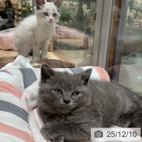 福岡県のブリティッシュショートヘアー (ペットプラス 八幡東店/2025年10月1日生まれ/男の子/ブルー)の子猫の4枚目の画像