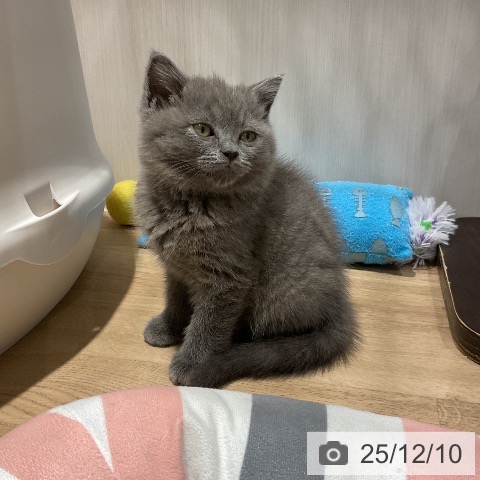 福岡県のブリティッシュショートヘアー (ペットプラス 八幡東店/2025年10月1日生まれ/男の子/ブルー)の子猫の3枚目の画像