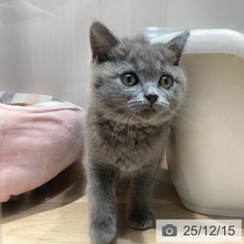 岐阜県のブリティッシュショートヘアー (ペットプラス 各務原店/2025年10月1日生まれ/男の子/ブルー)の子猫の4枚目の画像