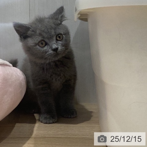 岐阜県のブリティッシュショートヘアー (ペットプラス 各務原店/2025年10月1日生まれ/男の子/ブルー)の子猫の3枚目の画像