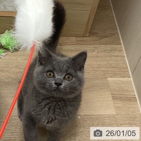 愛知県のブリティッシュショートヘアー (ペットプラス みなと店/2025年10月1日生まれ/男の子/ブルー)の子猫の4枚目の画像