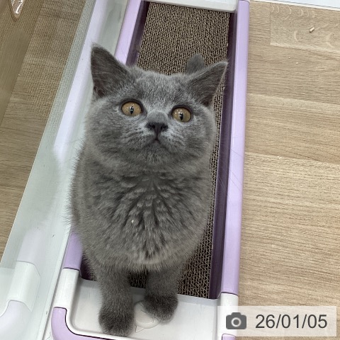 愛知県のブリティッシュショートヘアー (ペットプラス みなと店/2025年10月1日生まれ/男の子/ブルー)の子猫の3枚目の画像