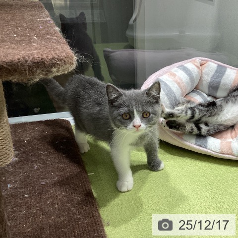 福岡県のブリティッシュショートヘアー (ペットプラス MARK IS 福岡ももち店/2025年10月1日生まれ/女の子/ブルーホワイト)の子猫の4枚目の画像