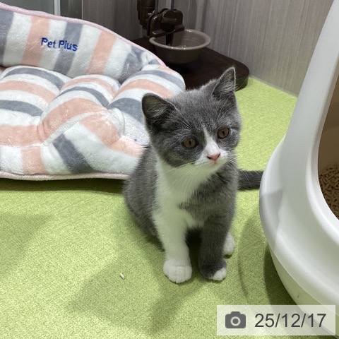 福岡県のブリティッシュショートヘアー (ペットプラス MARK IS 福岡ももち店/2025年10月1日生まれ/女の子/ブルーホワイト)の子猫の3枚目の画像