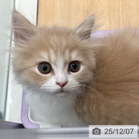 スコティッシュフォールドの写真