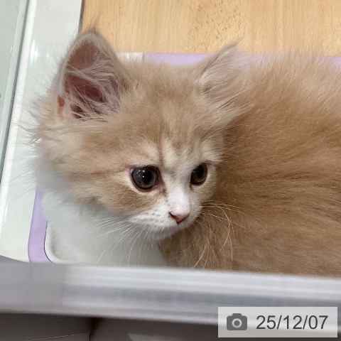 スコティッシュフォールドの写真