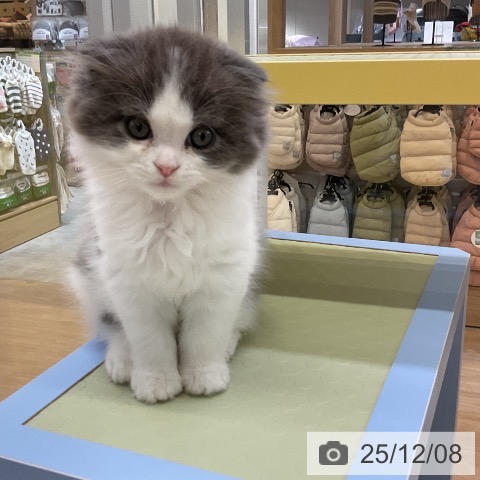 スコティッシュフォールドの写真