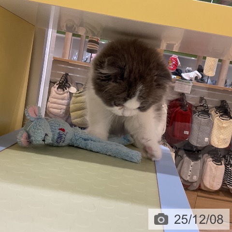 スコティッシュフォールドの写真