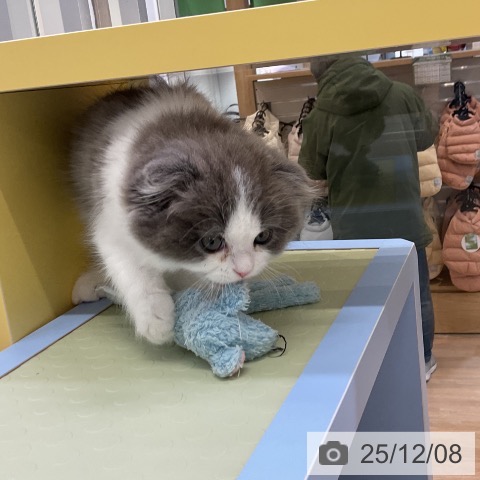 スコティッシュフォールドの写真