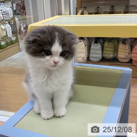 スコティッシュフォールドの写真