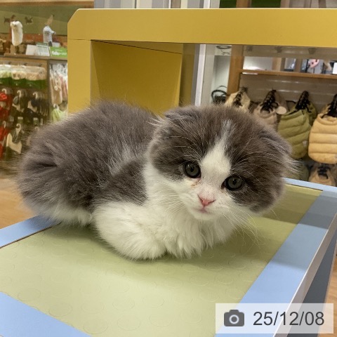 スコティッシュフォールドの写真