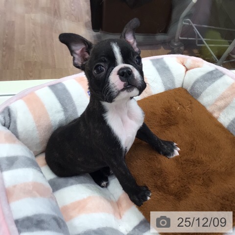 岐阜県のボストンテリア (ペットプラス 各務原店/2025年10月3日生まれ/男の子/ボストンカラー)の子犬の4枚目の画像