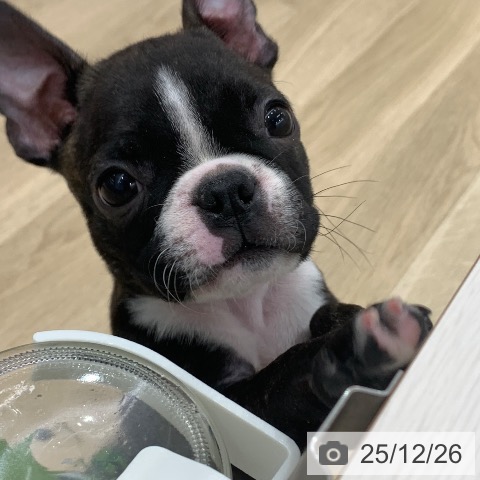 岐阜県のボストンテリア (ペットプラス 各務原店/2025年10月3日生まれ/男の子/ボストンカラー)の子犬の4枚目の画像